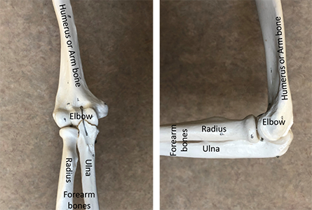 Skeleton model showing the elbow joint and the bones that are involved in forming the joint