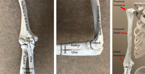 Labeled Humerus bone Diagram