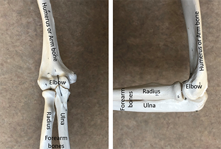 Skeleton model showing the elbow joint and the 3 bones that form the elbow joint