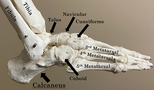 Modelo do esqueleto mostrando a localização do calcâneo ou osso do calcanhar em relação à articulação do tornozelo e outros ossos