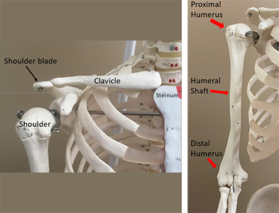 Skeleton model showing the humerus and how it attaches to the shoulder blade and forearm