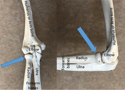 Skeleton model showing the elbow joint and the three bones that form the joint