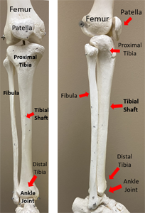 Figure 3: Schematic of the leg.