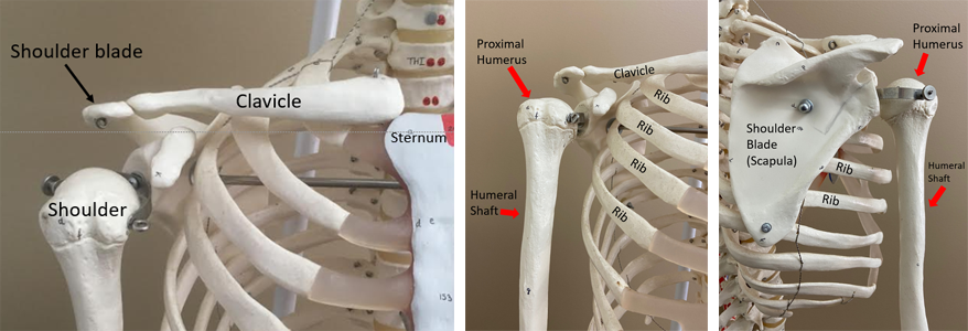 Skeleton model showing the proximal humerus and three other bones of the shoulder.