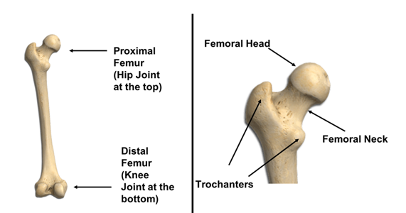 Graphical picture of a femur.
