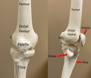 Model views of the knee from the front and the side.