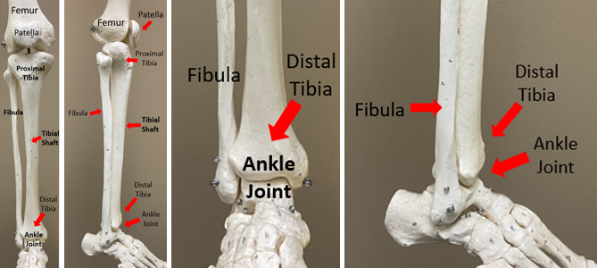 Skeleton model of front and side view of the ankle.